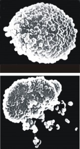 MRT III<sup> ®</sup> <br>The Future of Sensitivity Testing